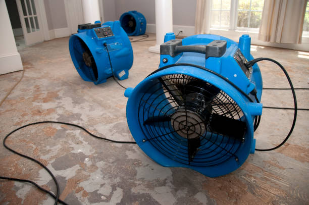 Best Professional water damage repair  in Taft, FL